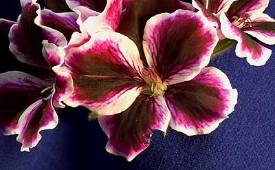 50 kb JPG image of macrophoto by Doug Craft