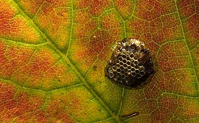 50 kb JPG image of macrophoto by Doug Craft