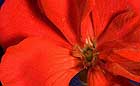 JPG thumbnail that links to Golden Rectangle macrophotography images by artist Doug Craft