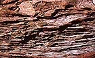 25-30 kb thumbnail JPG image of microphotograph by Doug Craft - links to larger image in right frame