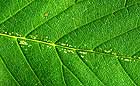 25-30 kb thumbnail JPG image of macrophotograph by Doug Craft - links to larger image in right frame