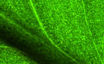 50 kb JPG microphoto of a leaf surface by Doug Craft