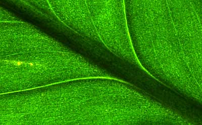 50 kb JPG microphoto of a leaf surface by Doug Craft