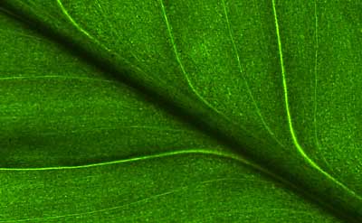 50 kb JPG microphoto of a leaf surface by Doug Craft