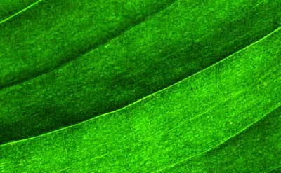 50 kb JPG microphoto of a leaf surface by Doug Craft