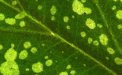 50 kb JPG microphoto of a leaf surface by Doug Craft