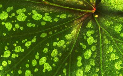 50 kb JPG microphoto of a leaf surface by Doug Craft