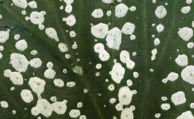 50 kb JPG microphoto of a leaf surface by Doug Craft