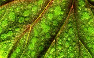 50 kb JPG microphoto of a leaf surface by Doug Craft