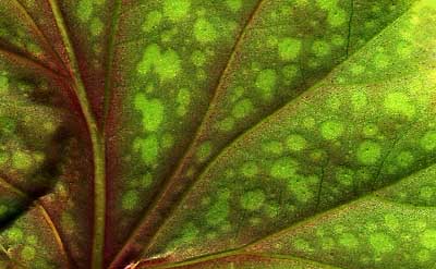 50 kb JPG microphoto of a leaf surface by Doug Craft