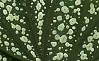 25-30 kb thumbnail JPG image of microphotograph by Doug Craft - links to larger image in right frame