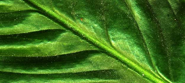 50 kb JPG microphoto of a leaf surface by Doug Craft