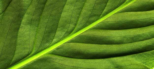 50 kb JPG microphoto of a leaf surface by Doug Craft