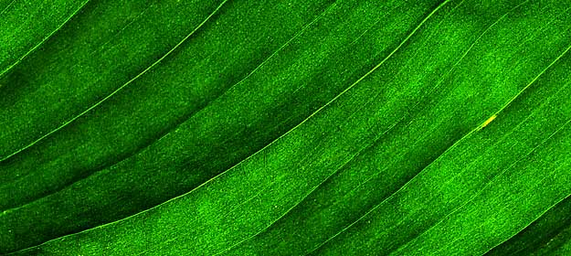 50 kb JPG microphoto of a leaf surface by Doug Craft