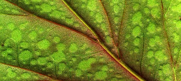 50 kb JPG microphoto of a leaf surface by Doug Craft