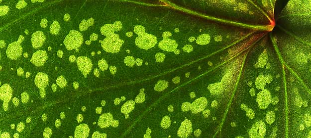 50 kb JPG microphoto of a leaf surface by Doug Craft