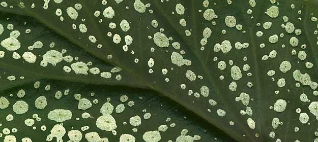 50 kb JPG microphoto of a leaf surface by Doug Craft