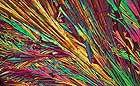 25-30 kb thumbnail JPG image of microphotograph by Doug Craft - links to larger image in right frame