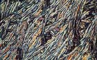 25-30 kb thumbnail JPG image of microphotograph by Doug Craft - links to larger image in right frame