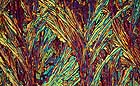 25-30 kb thumbnail JPG image of microphotograph by Doug Craft - links to larger image in right frame