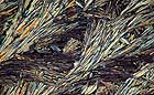 25-30 kb thumbnail JPG image of microphotograph by Doug Craft - links to larger image in right frame