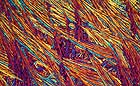 25-30 kb thumbnail JPG image of microphotograph by Doug Craft - links to larger image in right frame