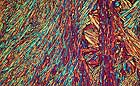 25-30 kb thumbnail JPG image of microphotograph by Doug Craft - links to larger image in right frame