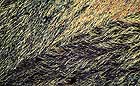 25-30 kb thumbnail JPG image of microphotograph by Doug Craft - links to larger image in right frame