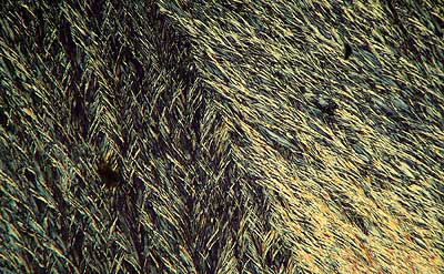 50 kb JPG microphoto of a benzoic acid crystal by Doug Craft