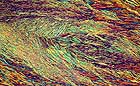 25-30 kb thumbnail JPG image of microphotograph by Doug Craft - links to larger image in right frame