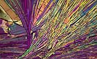 25-30 kb thumbnail JPG image of microphotograph by Doug Craft - links to larger image in right frame