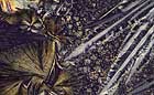 25-30 kb thumbnail JPG image of microphotograph by Doug Craft - links to larger image in right frame