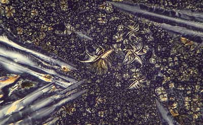 50 kb JPG microphoto of a KHP crystal by Doug Craft