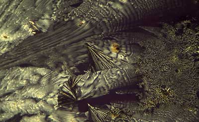 50 kb JPG microphoto of a KHP crystal by Doug Craft