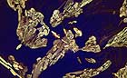 25-30 kb thumbnail JPG image of microphotograph by Doug Craft - links to larger image in right frame