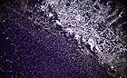 25-30 kb thumbnail JPG image of microphotograph by Doug Craft - links to larger image in right frame