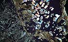 25-30 kb thumbnail JPG image of microphotograph by Doug Craft - links to larger image in right frame