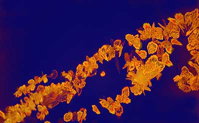 50 kb JPG microphoto of a precipitation crystal by Doug Craft