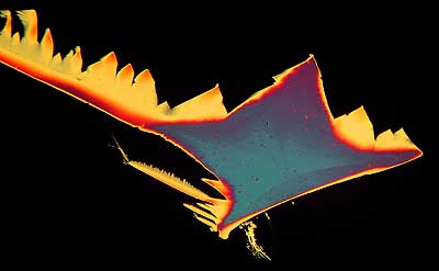 50 kb JPG microphoto of a precipitation crystal by Doug Craft