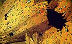 25-30 kb thumbnail JPG image of microphotograph by Doug Craft - links to larger image in right frame