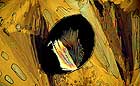 25-30 kb thumbnail JPG image of microphotograph by Doug Craft - links to larger image in right frame