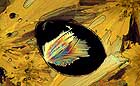 25-30 kb thumbnail JPG image of microphotograph by Doug Craft - links to larger image in right frame