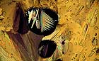 25-30 kb thumbnail JPG image of microphotograph by Doug Craft - links to larger image in right frame