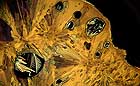 25-30 kb thumbnail JPG image of microphotograph by Doug Craft - links to larger image in right frame