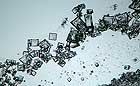 25-30 kb thumbnail JPG image of microphotograph by Doug Craft - links to larger image in right frame