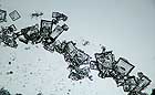 25-30 kb thumbnail JPG image of microphotograph by Doug Craft - links to larger image in right frame