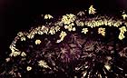 25-30 kb thumbnail JPG image of microphotograph by Doug Craft - links to larger image in right frame