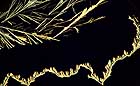 25-30 kb thumbnail JPG image of microphotograph by Doug Craft - links to larger image in right frame