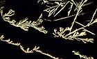 25-30 kb thumbnail JPG image of microphotograph by Doug Craft - links to larger image in right frame
