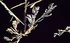 25-30 kb thumbnail JPG image of microphotograph by Doug Craft - links to larger image in right frame